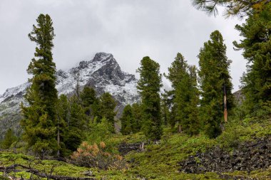 Sibirya dağlarındaki eski orman. Bulutlu bulutlar. Doğu Sayan Dağları. Buryatia. Rusya