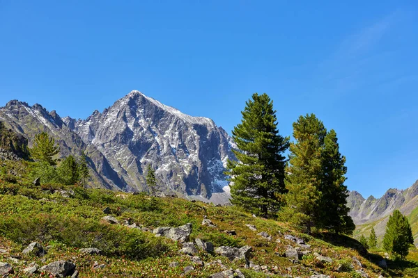 Siberian Cedars Hillside Mountain Tundra Eastern Sayan Buryatia Russia — Stock Photo, Image