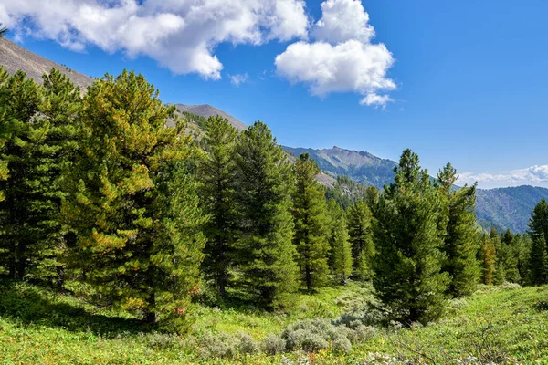 Lisière Une Forêt Montagne Jour Été Sibérie Orientale Russie — Photo