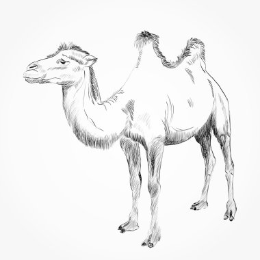Hand drawn camel clipart