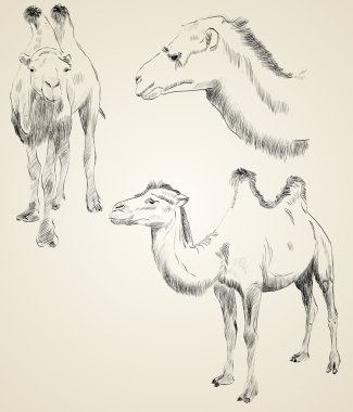 Hand drawn camel clipart