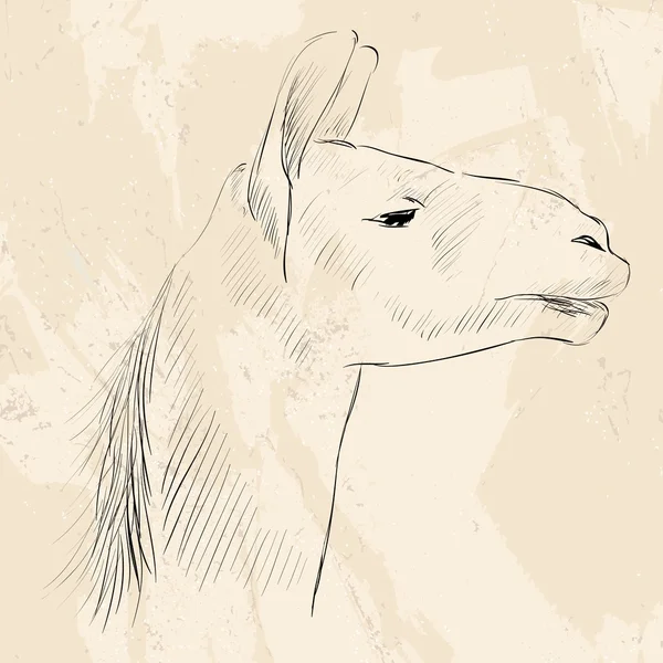 Голова ламы — стоковый вектор