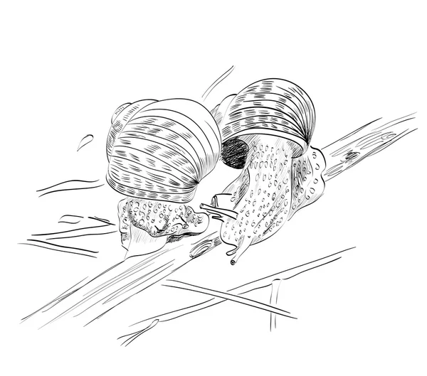 蜗牛的剪影 — 图库矢量图片