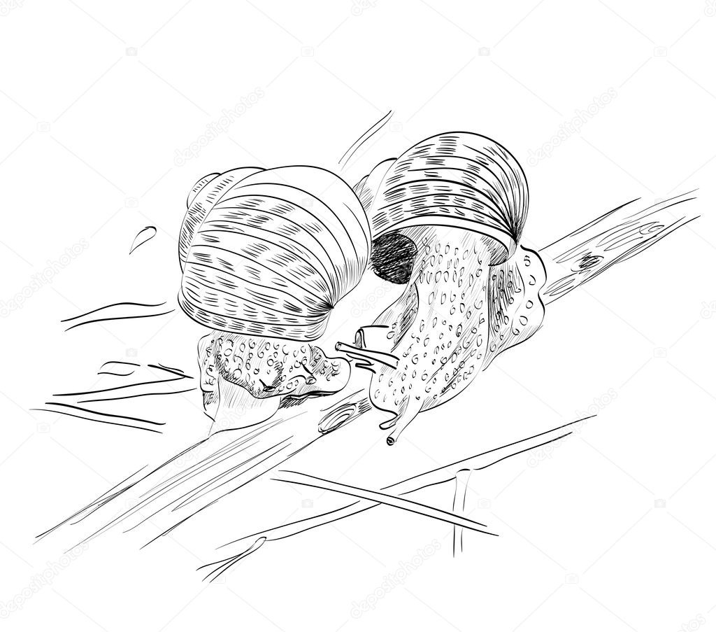 sketch of snail