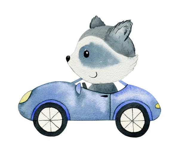 Akvarell tvättbjörn i bilen. — Stockfoto