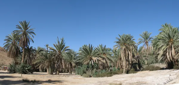 Oasis-Panorama — Stockfoto