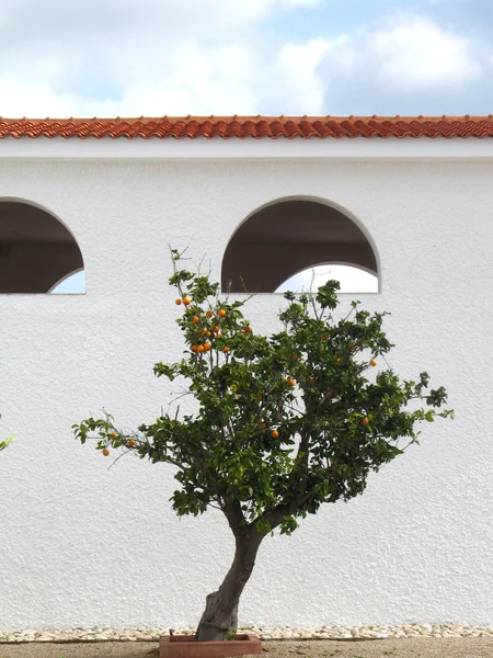 桔子树 — 图库照片