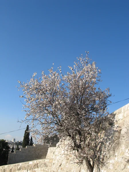 Almonds in Jerusalem — Stock Photo, Image