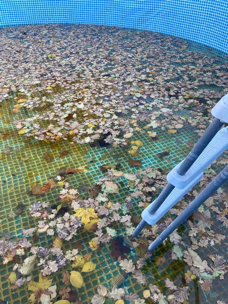 End Season Empty Swimming Pool Full Autumn Leaves — Stock Photo, Image