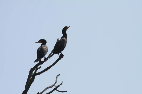 Kormoran, Doppelhaube — Stockfoto