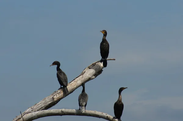 Cormorant, Double-crested — Zdjęcie stockowe