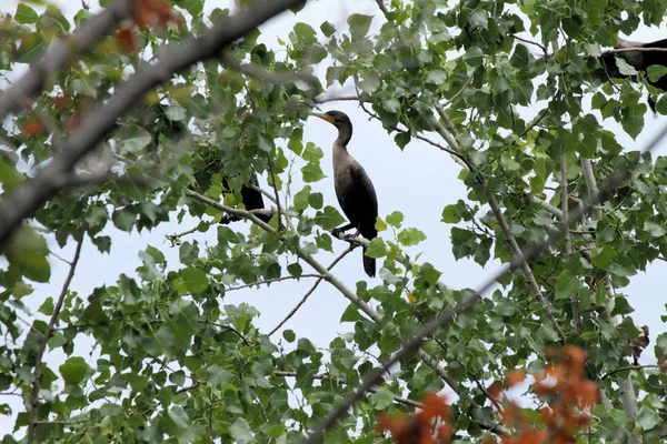 Cormoranes, de doble cresta — Foto de Stock