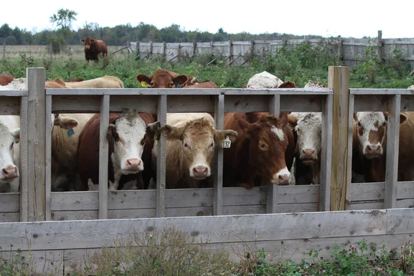 Vaches en enclos de transfert — Photo