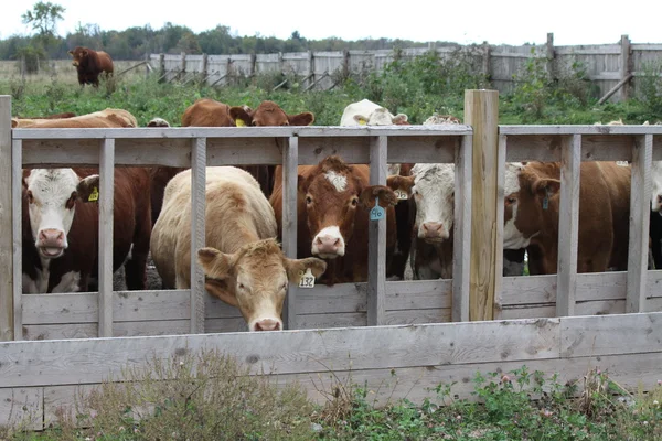 Vaches en enclos de transfert — Photo