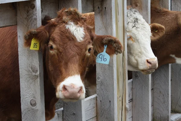 transfer-holding kalem inekleri