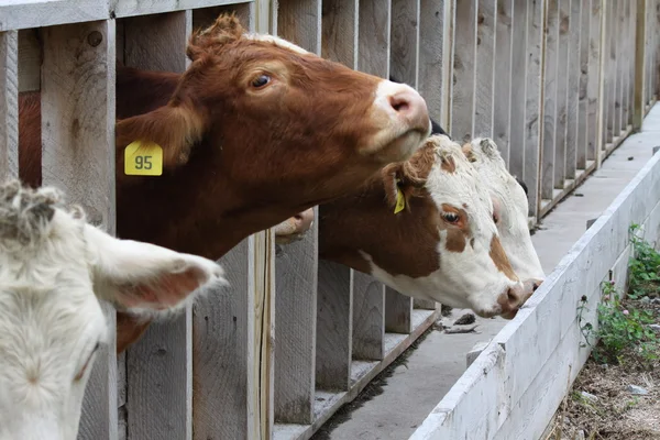 Vaches en enclos de transfert — Photo