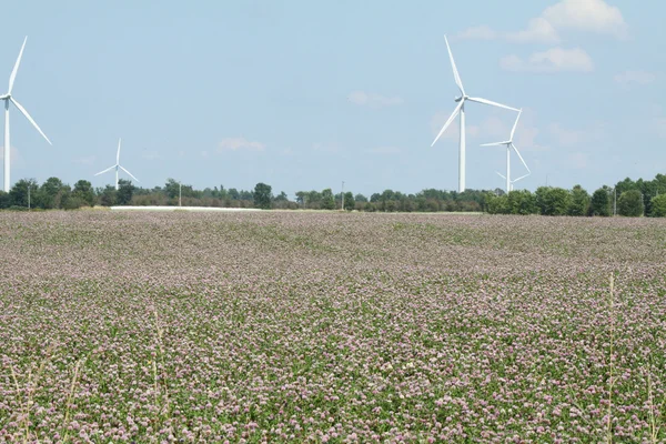 Campo de Trébol & Turbinas de viento — Foto de Stock