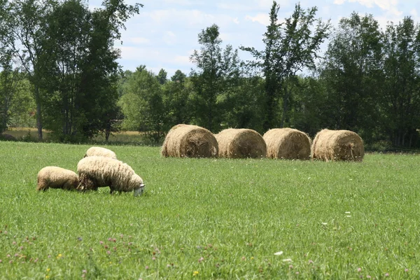 Pacas de heno (redondas) & Ovejas — Foto de Stock