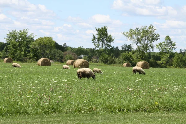 Pacas de heno (redondas) & Ovejas — Foto de Stock