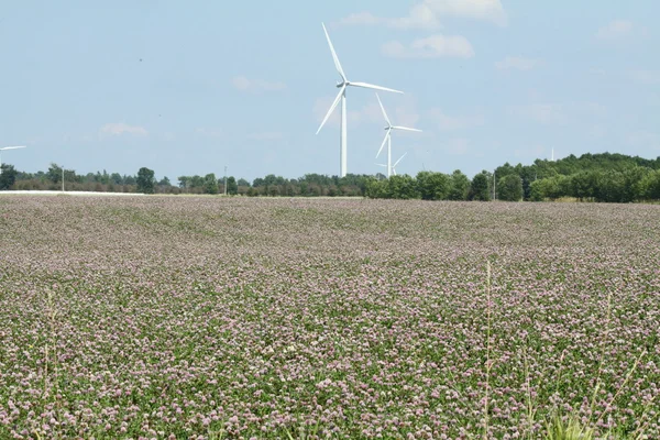 Fältet av växt av släkten Trifolium & vindkraft turbiner — Stockfoto