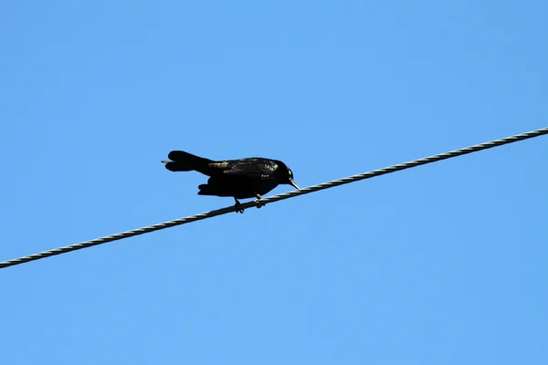 Grackle, közös — Stock Fotó