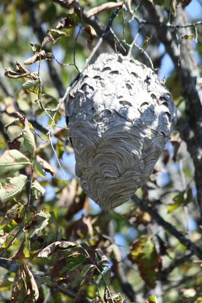 Hornets ağacında iç içe.