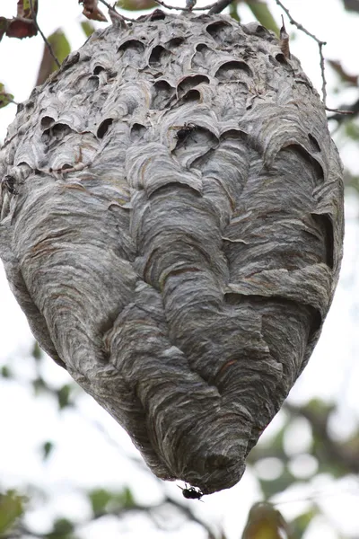 Шершни (Смелые) Гнездо в дереве Стоковое Изображение