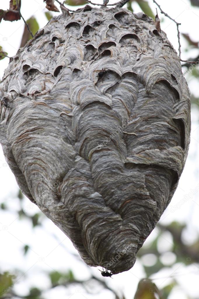 Hornets (Bold-Faced) Nest in Tree