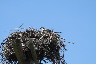 Osprey yuva üzerinde