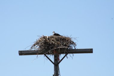 Osprey yuva üzerinde