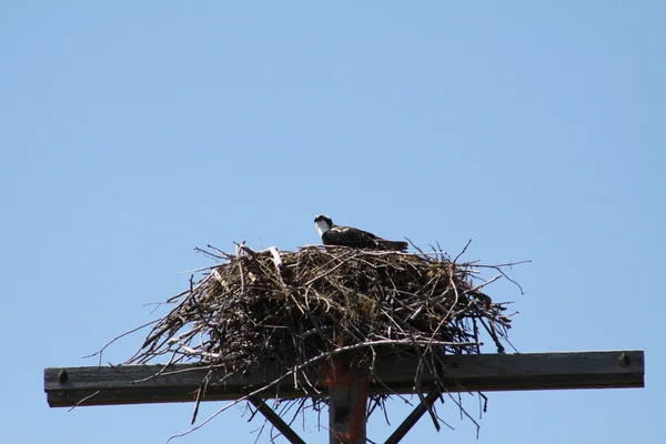 Osprey (América del Norte ) — Foto de Stock