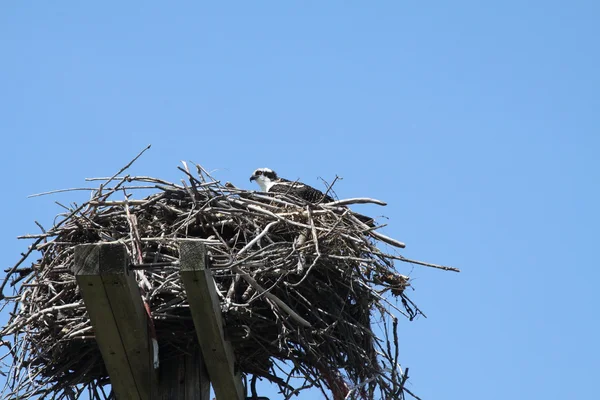 Osprey no ninho — Fotografia de Stock