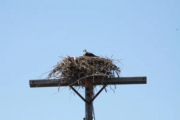 Osprey en el nido —  Fotos de Stock
