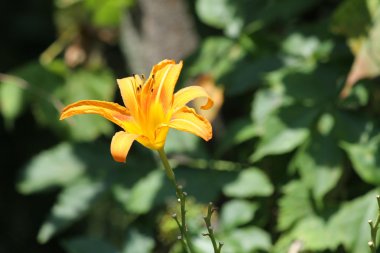 Daylily (turuncu)