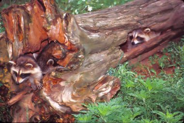 Raccoons in tree stump clipart