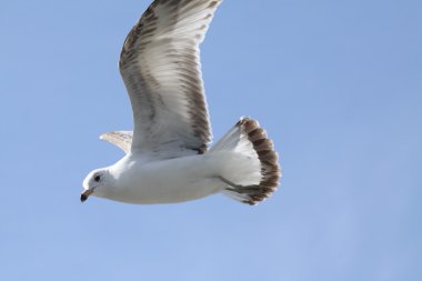 Uçuş Ring-billed martı