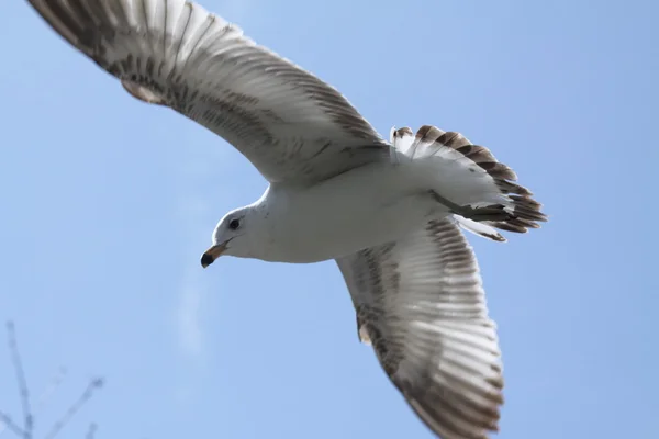 Ring-Billed Gull in Flight — Stock Photo, Image