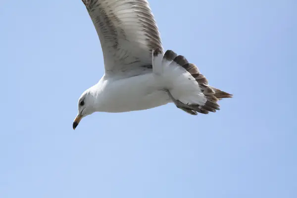 Gaivota de bico anelado em voo — Fotografia de Stock