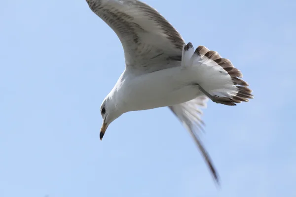 Кольцевая чайка в полёте — стоковое фото