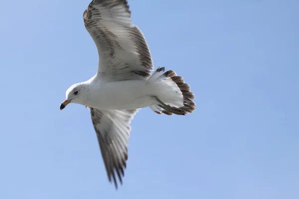 Ring-Billed Gull in Flight — Stock Photo, Image