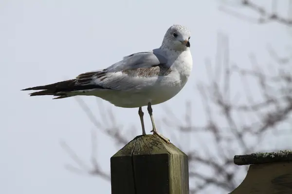 Mouette à bec cerclé sur le poteau — Photo