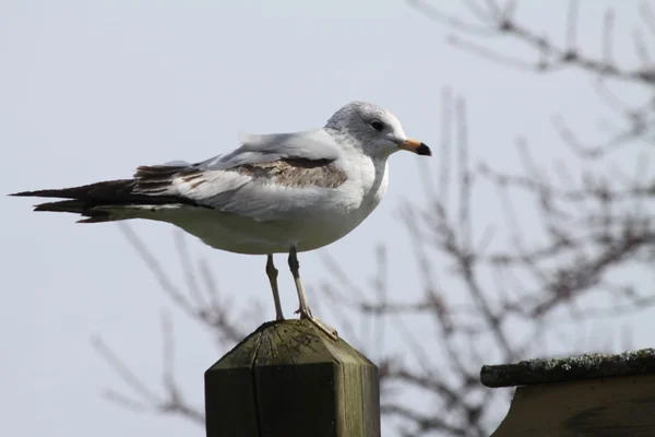 Ring-Billed Gull on Post — Stock Photo, Image