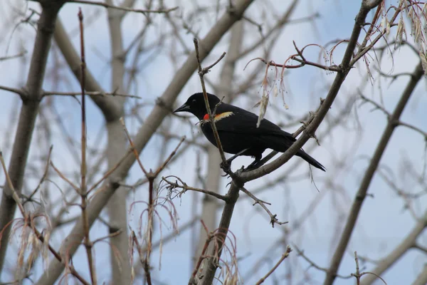 Pássaro-preto-de-asa-vermelha (Agelaius phoeniceus ) — Fotografia de Stock