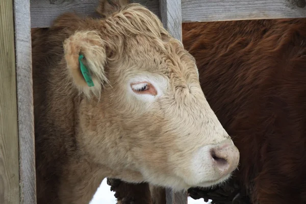 Cow in Holding-Pen — Stock Photo, Image