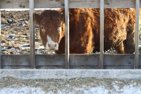 Vaca em Holding-Pen — Fotografia de Stock