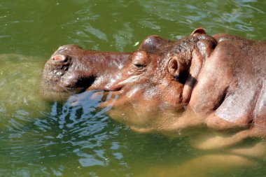 su aygırı (su aygırı amphibius)
