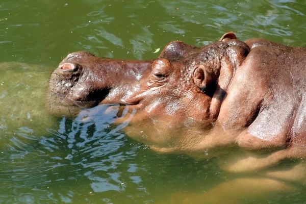 Hipopótamo (Hippopotamus amphibius ) — Foto de Stock