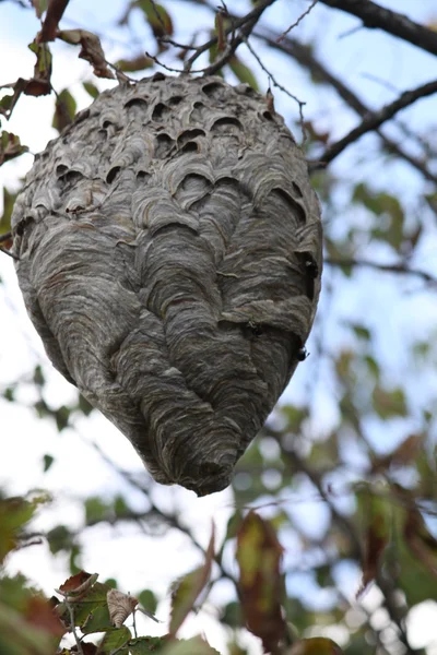 Hornets (yüzsüz) Nest ağacında