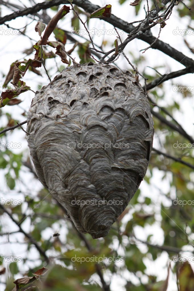 Hornets (Bold-Faced) Nest in Tree