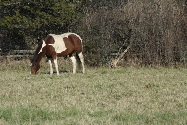 Hest (Pinto ) - Stock-foto